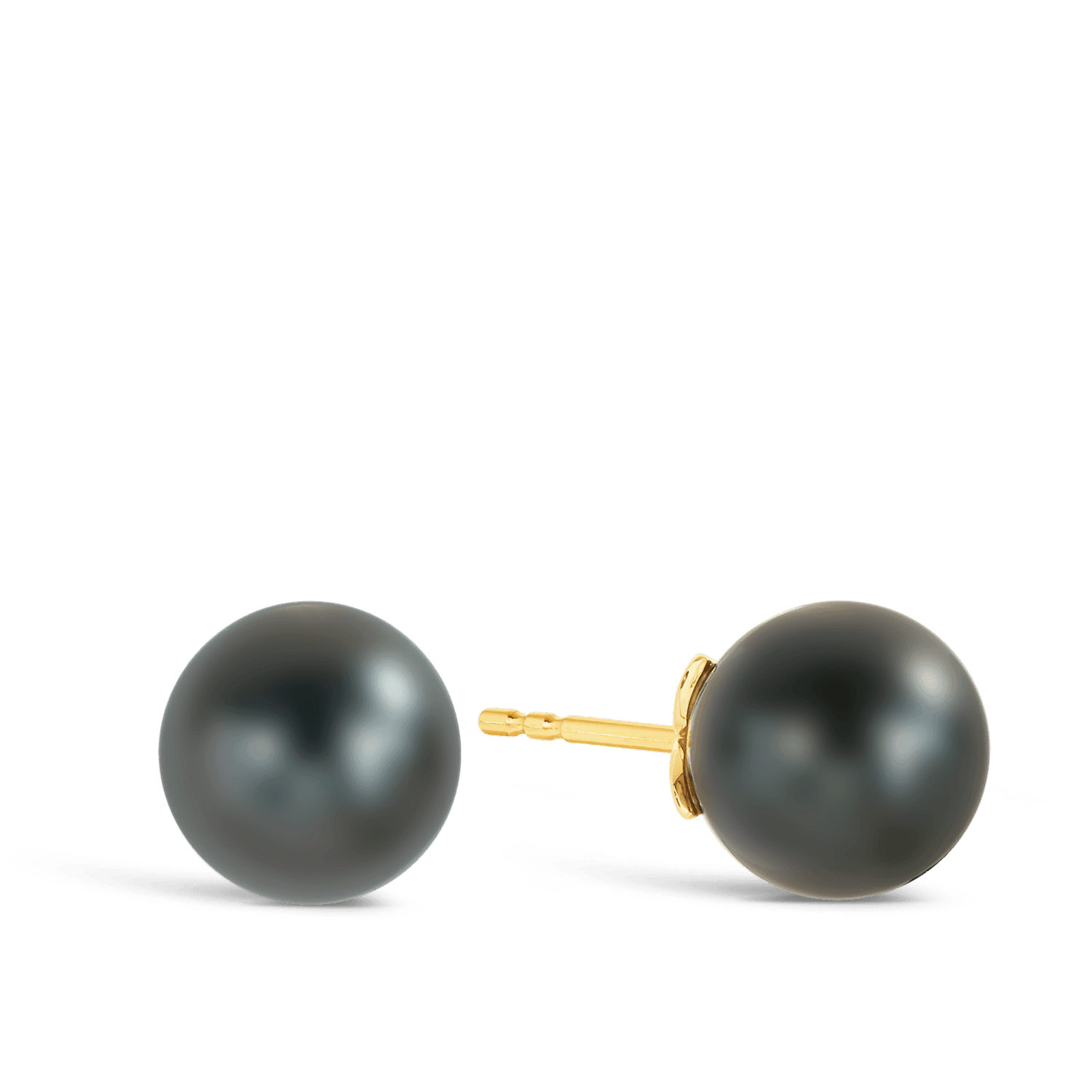 Tahitian Pearl Stud Earrings in 9ct Yellow Gold