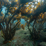 Underwater kelp forest scene with tall brown and golden kelp fronds rising above a sandy seabed in blue-green water.
