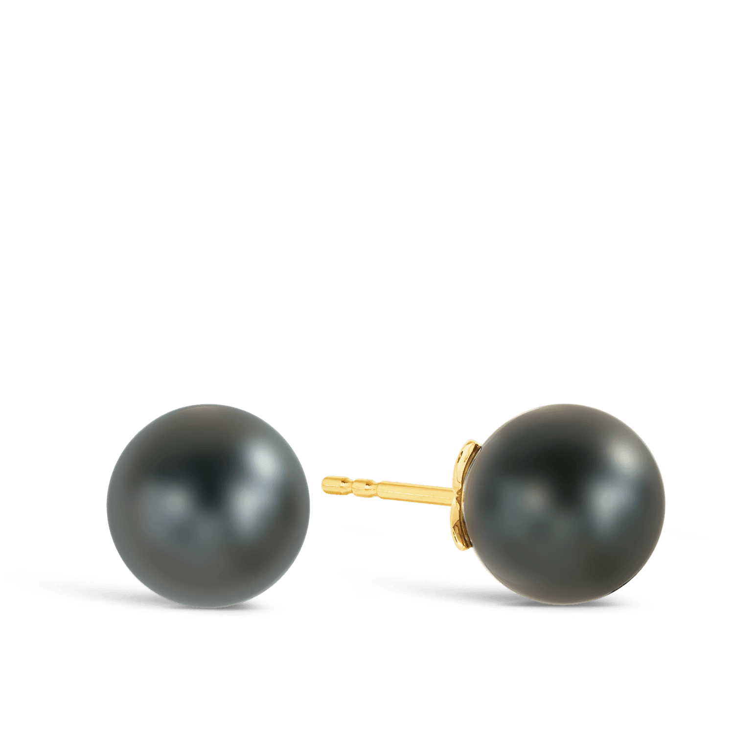 Tahitian Pearl Stud Earrings in 9ct Yellow Gold - Wallace Bishop