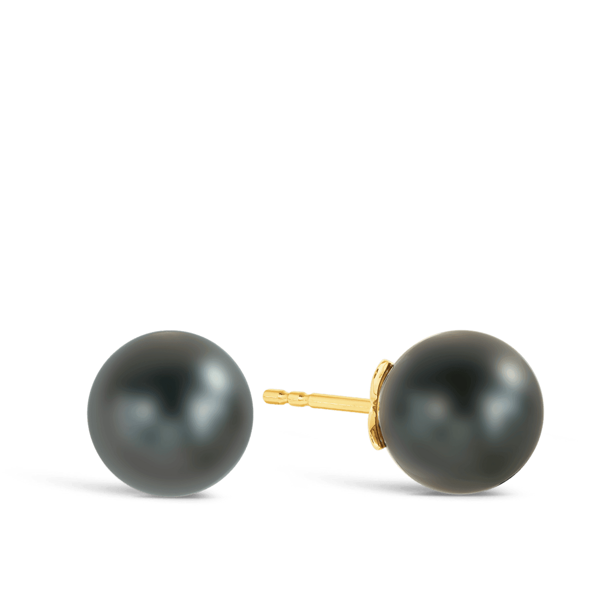 Tahitian Pearl Stud Earrings in 9ct Yellow Gold - Wallace Bishop